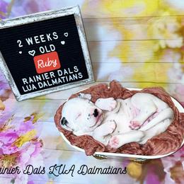 Dalmatian Puppies from Rainier DALS LUA Dalmatians of Washington