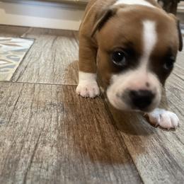 Staffordshire Bull Terrier Puppies from Southern Staffies