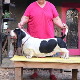 Extreme - Basset Hound