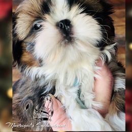 Boy 3 - Red and white male Shih Tzu puppy in Paso Robles, California from Encanto Shih Tzus by Darlene Madrigal