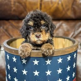 Cap'n Crunch - Brown male Bernedoodle puppy in Rose Hill, North Carolina from Red Door Canines