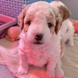 Cavapoo Puppies from Patriot Pups Cavapoos