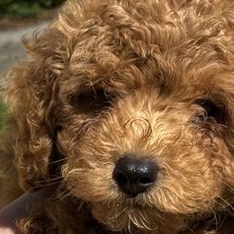 Companion Crosses, Papillons, and Poodles from WayMakers Papillons & Poodles