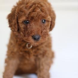 Bella - Red  female Goldendoodle puppy in Stevens, Pennsylvania from Pebble Paws Lane