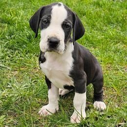 Dottie - Mantle female Great Dane puppy in Castle Rock, Washington from Uber Alles Great Danes