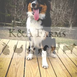 Australian Shepherd All Grown Up from K&A Farms