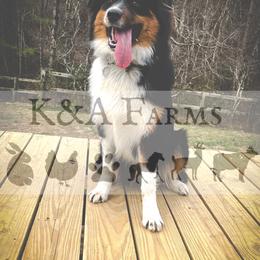 Australian Shepherd All Grown Up from K&A Farms