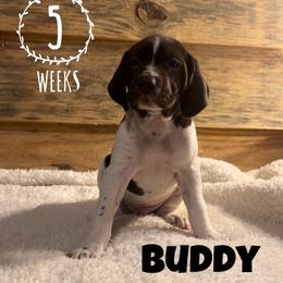 Buddy - Liver roan German Shorthaired Pointer puppy in Social Circle, Georgia from Social Point Gun Dogs