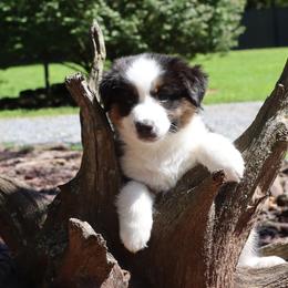Miniature American Shepherd puppies from Dodge City Mini's Pa