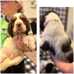 Merle haggard - English Springer Spaniel puppy in Clinton, Missouri from Twin Ridge Springers