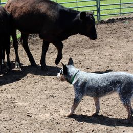Australian Cattle Dogs from Outline Australian Cattle Dogs