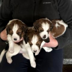 Nederlandse Kooikerhondje Puppies from West Side Kooikers