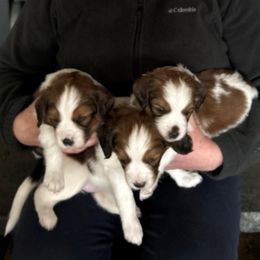 Nederlandse Kooikerhondje Puppies from West Side Kooikers