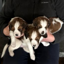 Nederlandse Kooikerhondje Puppies from West Side Kooikers