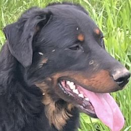 Beauceron puppies from Beaucerons De La Valle Katahdin
