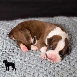 Boxer Puppies from Hawk Creek Boxers