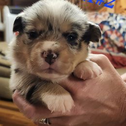Blue merle boy 2 - Blue merle and white male American Corgi puppy in Hampton, Tennessee from TC Farms Stock Dogs - Miniature Australian Shepherds