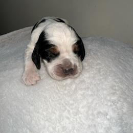 Serena - Tri-Roan female English Springer Spaniel puppy in Springfield, South Carolina from Sweet Southern Spaniels