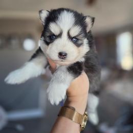 King - Black and white male Pomsky puppy in Mc Callsburg, Iowa from SZ Rolling Acres LLC
