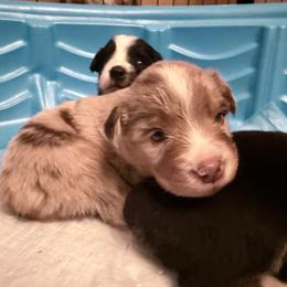 Porter - Red merle male Miniature Australian Shepherd puppy in Romney, West Virginia from South Branch Mini Aussies