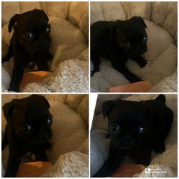 Girl 1 - Black female Pug puppy in Trenton, Tennessee from Brenda's Puppies