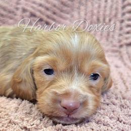Meyers - Red male Dachshund puppy in Panama City, Florida from Harbor Doxies