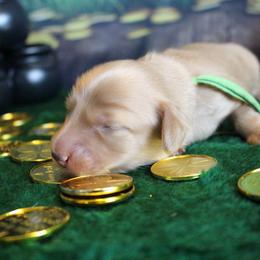 Forest - Cream male Dachshund puppy in Pace, Florida from Shoebox Doxie’s