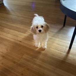 Cove - Blenheim male Cavapoo puppy in Knoxville, Tennessee from Dukes Forever Doodles