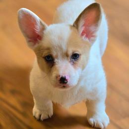 Red Merle Boy - Red merle and white male American Corgi puppy in Clovis, New Mexico from Sweet & Salty Cowdogs