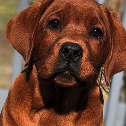 Labrador Retrievers from Rustic Creek Labradors