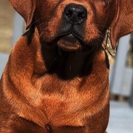 Labrador Retrievers from Rustic Creek Labradors