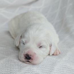 Girl 6 - White female Great Pyrenees puppy in Yakima, Washington from Naches Heights Ranch