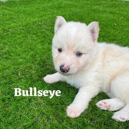 Bullseye - White male Pomsky puppy in Venus, Pennsylvania from Hemlock Pines Pomsky