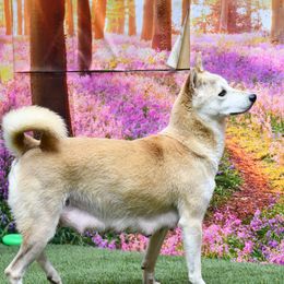 Beauty - Shiba Inu