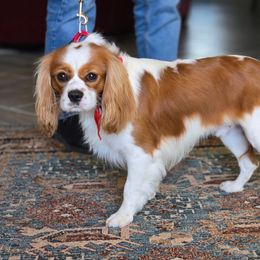 Jack - Cavalier King Charles Spaniel
