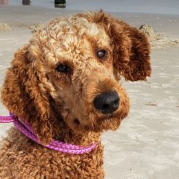 Poodles from Serenity Rose Poodles