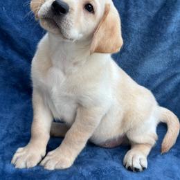 Fourth born - Yellow female Labrador Retriever puppy in Antwerp, Ohio from Clark’s Loyal Labradors