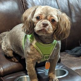 Twiggy - Liver female Shih Tzu puppy in Ruffs Dale, Pennsylvania from RAM Shih Tzus Rolling Hills of PA