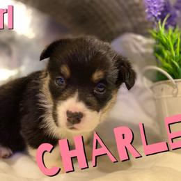 Girl 3 Charley - White and red female Pembroke Welsh Corgi puppy in Chesterton, Indiana from Oliver Pembroke Welsh Corgis