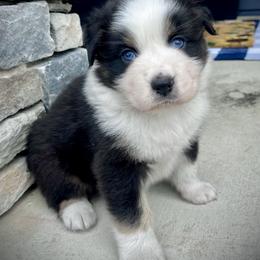 Toad - Black tri-color male Australian Shepherd puppy in Loda, Illinois from Pilcher Farms