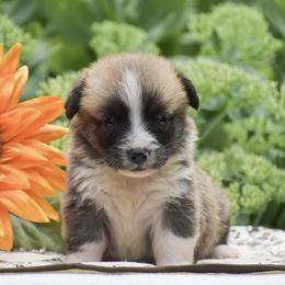 Hunter - Red male Pembroke Welsh Corgi puppy in Lititz, Pennsylvania from GoldStar Corgis (License Number 18519)