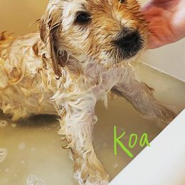 Goldendoodle Puppies from King Family Doodles