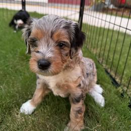 Stormy - Blue merle male Aussiedoodle puppy in Mesa, Arizona from Sweet AZ Doodles