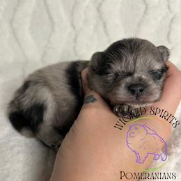 AKC SUPERMAN - Blue merle male Pomeranian puppy in Watkins Glen, New York from Wicked Spirits Pomeranians