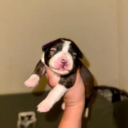 Penne - Saddleback sable female Border Collie puppy in Lodi, California from R3 Sport Dogs (R3 Goldens/ R3 Border Collies)