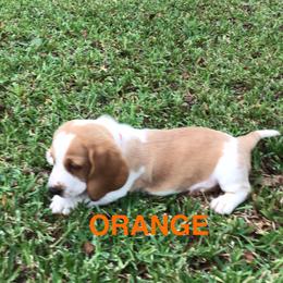 ORANGE - Lemon and white male Basset Hound puppy in Valley, Alabama from Beverly's Bassets