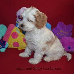 Queen Leah - Buff and white female Cockapoo puppy in Hopkins, South Carolina from Sugar and Spice Cockapoos