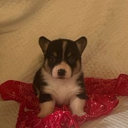 Boy 3 - Black and tan male Pembroke Welsh Corgi puppy in Pikeville, Tennessee from Rock Solid Ranch