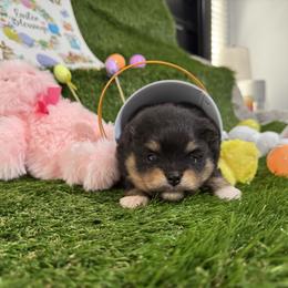 Roxy tri - Tri-colored female Pomeranian puppy in Colton, Oregon from Shelli’s Pampered Poms