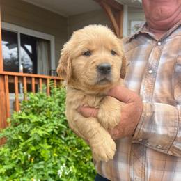 Noodle - Golden female Golden Retriever puppy in Concho, Arizona from Red Sky Ranch
